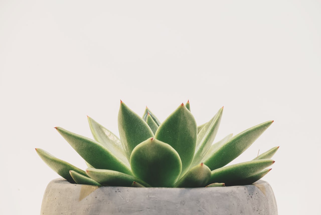 Bright minimalist image of a succulent in a concrete pot, perfect for desktop backgrounds.