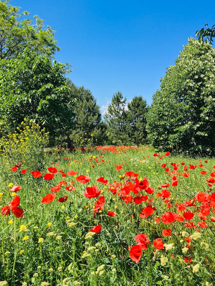 A vibrant field of red poppies under a clear blue sky, capturing the essence of summer.