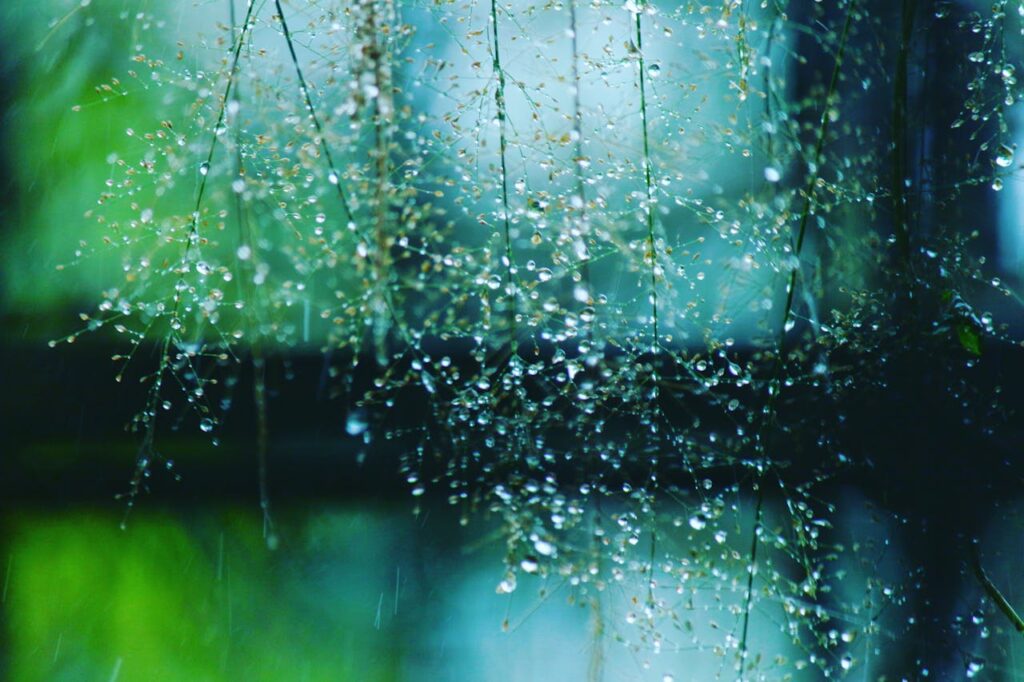Beautiful macro image of dew on delicate plant stems, capturing nature's serenity and detail.